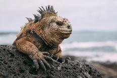 Galapagos Iguana-jodaarba-Photographic Print