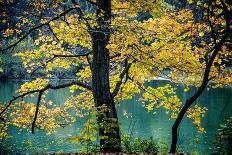 Rural Scene with Garden Benches under a Large Willow Tree-Jody Miller-Photographic Print