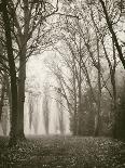 Trees in Fog VII-Jody Stuart-Laminated Photographic Print