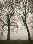 Trees in Fog V-Jody Stuart-Photographic Print