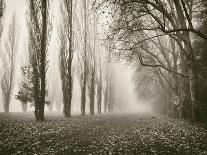 Trees in Fog I-Jody Stuart-Framed Photographic Print