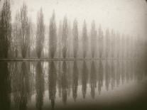 Trees in Fog VII-Jody Stuart-Laminated Photographic Print