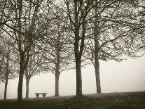 Trees in Fog VII-Jody Stuart-Framed Photographic Print