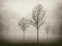 Trees in Fog VII-Jody Stuart-Framed Photographic Print