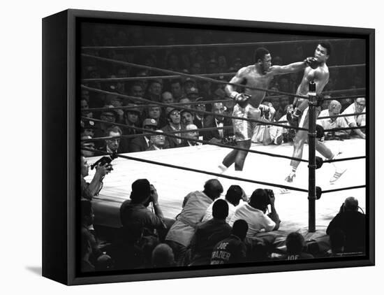 Joe Frazier Vs. Mohammed Ali at Madison Square Garden-John Shearer-Framed Stretched Canvas