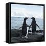 Canvas Black