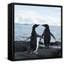Canvas Black