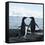 Canvas Black