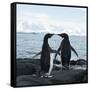 Canvas Black