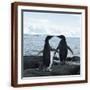 Brown Frame