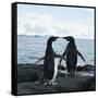 Canvas Black
