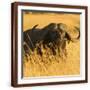 Brown Frame