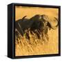 Canvas Black
