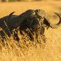 Just the Print