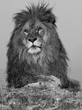 Warthog, Ngorongoro Crater, Serengeti National Park, Tanzania-Joe & Mary Ann McDonald-Photographic Print