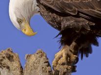 Bald Eagle Perched on Tree Branch, Alaska, USA-Joe & Mary Ann McDonald-Photographic Print