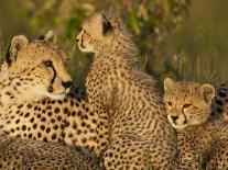 Cheetahs, Upper Mara, Masai Mara Game Reserve, Kenya-Joe & Mary Ann McDonald-Photographic Print