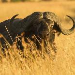 African Buffalo-Joe McDonald-Photographic Print
