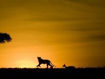 African Lion Chasing Gazelle, Masai Mara, Kenya-Joe McDonald-Photographic Print