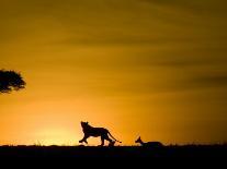 Lioness with Cub-Joe McDonald-Photographic Print