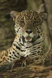 Wild Puma in Chile-Joe McDonald-Photographic Print