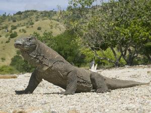 komodo dragon varanus komodoensis indonesiajoe mcdonald