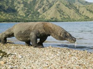 komodo dragon varanus komodoensis indonesiajoe mcdonald