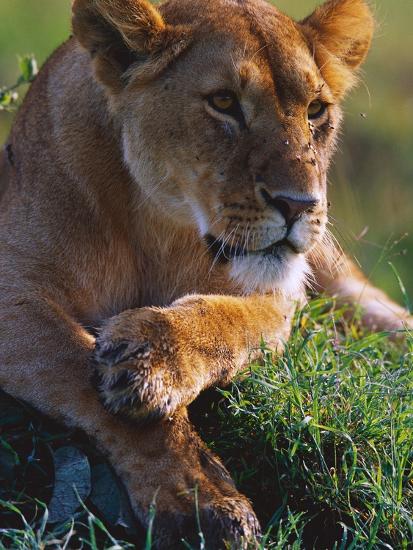 Premium Photographic Print, , large