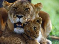 Lioness with Cub-Joe McDonald-Photographic Print