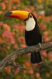 Toco Toucan-Joe McDonald-Photographic Print