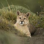 Lioness with Cub-Joe McDonald-Photographic Print