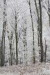 Frost Covering a Deciduous Forest in Hungary-Joe Petersburger-Photographic Print