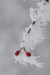 Frost on a Twig of Dog Rose-Joe Petersburger-Photographic Print