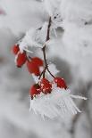 Frost on a Twig of Dog Rose-Joe Petersburger-Photographic Print