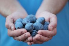 Man in Blue T-Shirt Holds Plum Fruits in His Palms-Joe Petersburger-Photographic Print