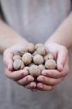 Man in Khaki T-Shirt Holds Hazelnuts in His Palms-Joe Petersburger-Photographic Print