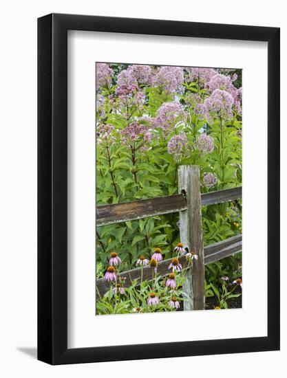 Joe Pye Weed and Purple Coneflowers Along Fence, Marion County, Illinois, Pr-Richard and Susan Day-Framed Photographic Print