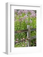 Joe Pye Weed and Purple Coneflowers Along Fence, Marion County, Illinois, Pr-Richard and Susan Day-Framed Photographic Print