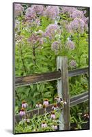 Joe Pye Weed and Purple Coneflowers Along Fence, Marion County, Illinois, Pr-Richard and Susan Day-Mounted Photographic Print