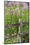Joe Pye Weed and Purple Coneflowers Along Fence, Marion County, Illinois, Pr-Richard and Susan Day-Mounted Photographic Print
