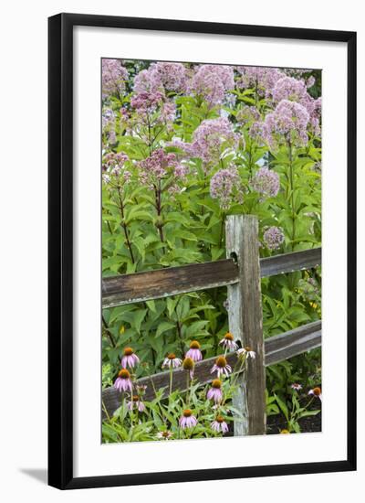 Joe Pye Weed and Purple Coneflowers Along Fence, Marion County, Illinois, Pr-Richard and Susan Day-Framed Photographic Print