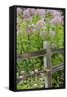 Joe Pye Weed and Purple Coneflowers Along Fence, Marion County, Illinois, Pr-Richard and Susan Day-Framed Stretched Canvas