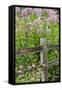 Joe Pye Weed and Purple Coneflowers Along Fence, Marion County, Illinois, Pr-Richard and Susan Day-Framed Stretched Canvas