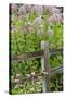 Joe Pye Weed and Purple Coneflowers Along Fence, Marion County, Illinois, Pr-Richard and Susan Day-Stretched Canvas