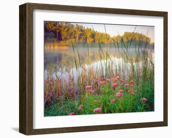 Joe Pye Weed at Sndyers Bend Park, Iowa Missouri River-Tom Till-Framed Photographic Print