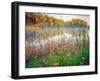 Joe Pye Weed at Sndyers Bend Park, Iowa Missouri River-Tom Till-Framed Photographic Print