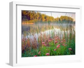 Joe Pye Weed at Sndyers Bend Park, Iowa Missouri River-Tom Till-Framed Photographic Print