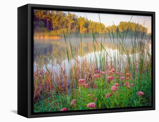 Joe Pye Weed at Sndyers Bend Park, Iowa Missouri River-Tom Till-Framed Stretched Canvas