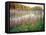 Joe Pye Weed at Sndyers Bend Park, Iowa Missouri River-Tom Till-Framed Stretched Canvas