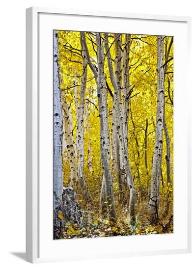 Framed Photographic Print, , large